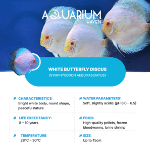 White Butterfly Discus 8/9cm