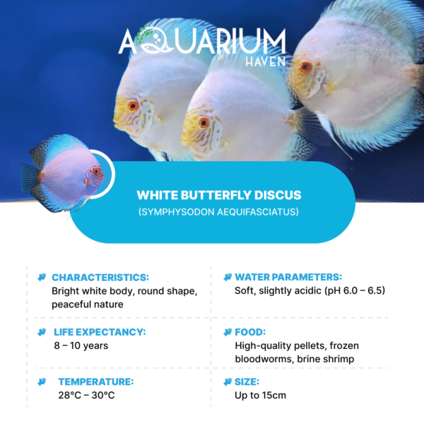 White Butterfly Discus 8/9cm