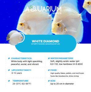 White Diamond 7/8cm