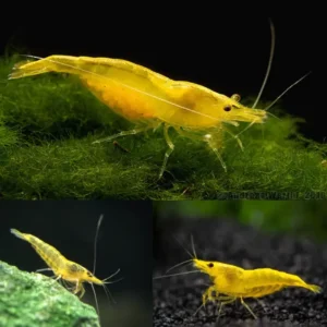 Yellow Cherry Shrimp