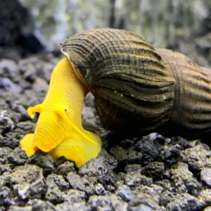 Yellow Rabbit Snail