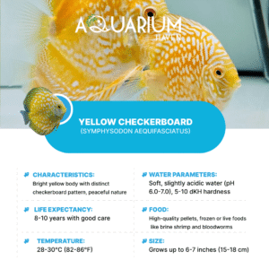 Yellow Checkerboard 8/9