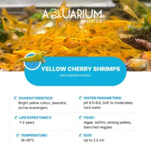 Discover top-quality shrimp breeds at Aquarium Haven.
