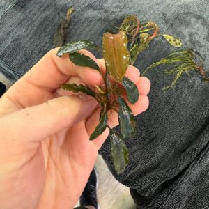 Aquarium Haven’s selection of healthy live plants