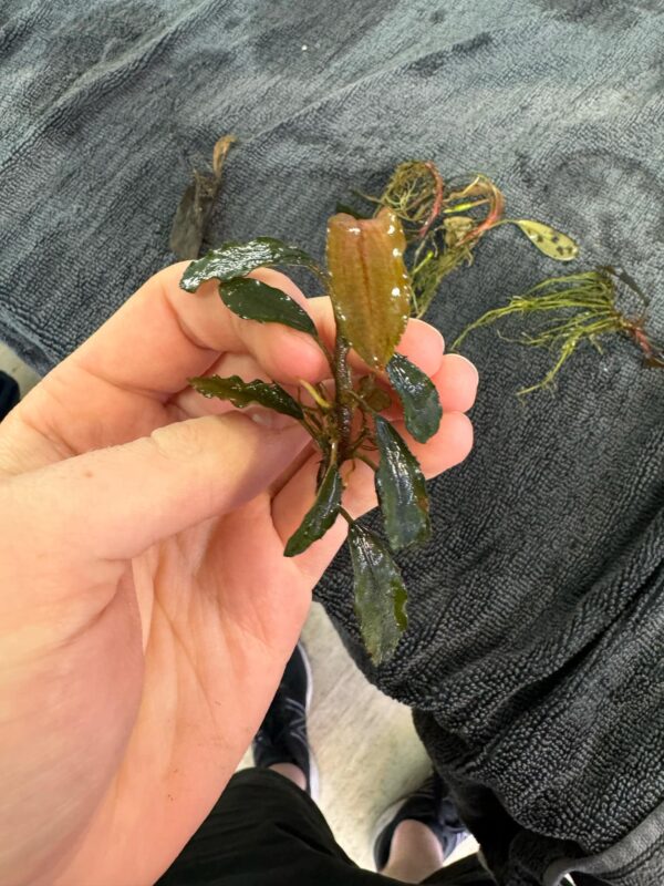 Aquarium Haven’s selection of healthy live plants