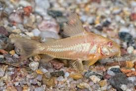 Albino Peppered Corydoras 3-3.5cm