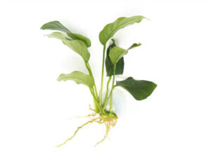 anubias medium assorted