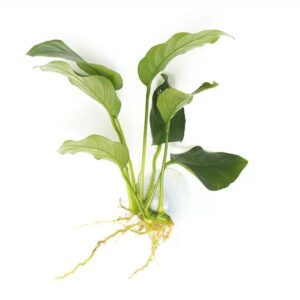 anubias medium assorted