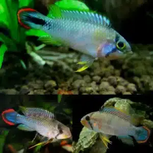 Apistogramma Panduro 3-3.5cm