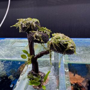 Freshwater fish paradise at Aquarium Haven