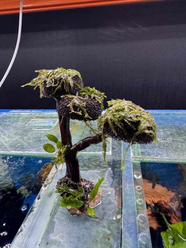 Freshwater fish paradise at Aquarium Haven