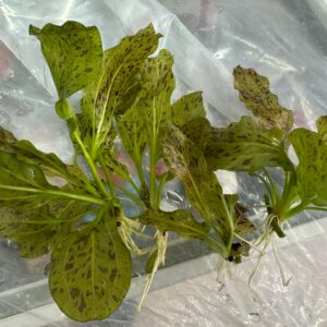 Freshwater plants creating natural aquarium habitats