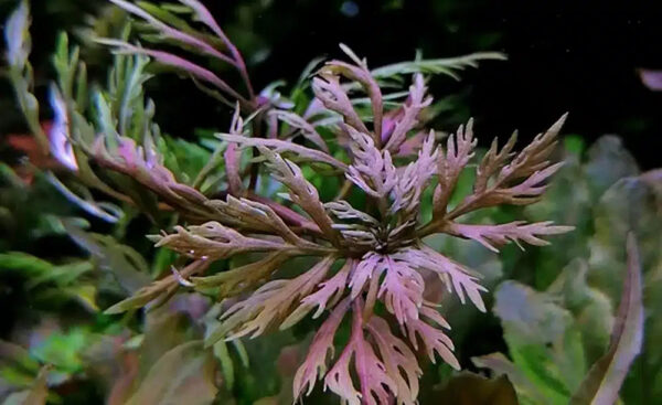 hyptislaciniata_5000x
