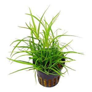 juncus-repens_5000x