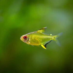 lemon-tetra