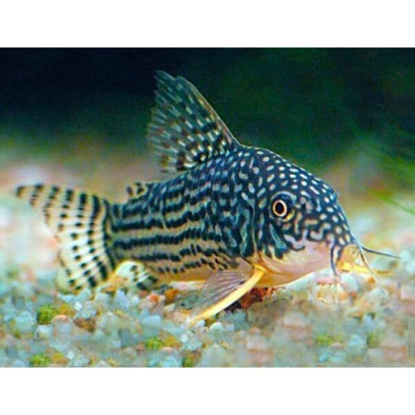 Corydoras Sterbai