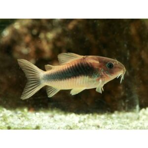 Bronze Corydora 3.5cm