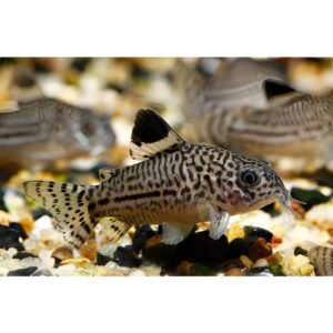 Corydoras Julii – Leopard Cory