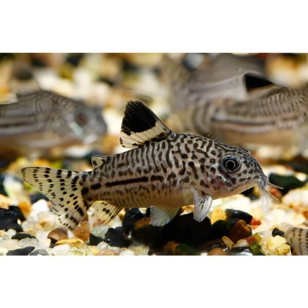 Corydoras Julii – Leopard Cory