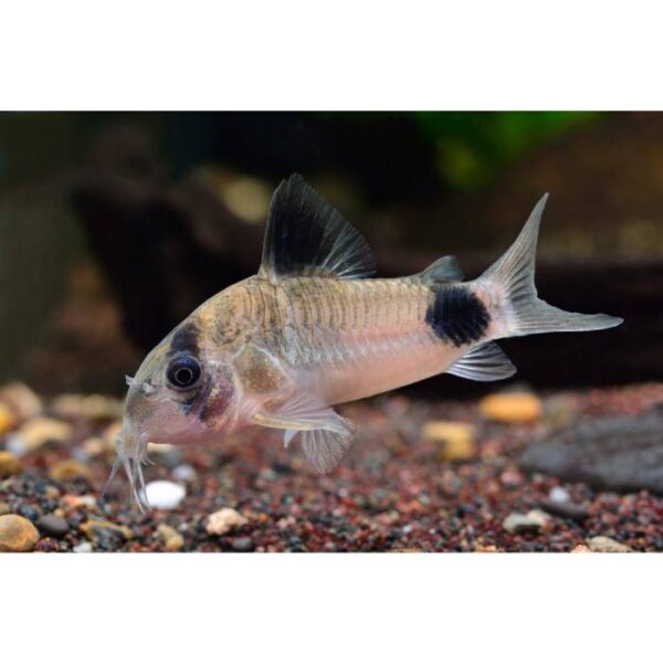 Panda Corydoras