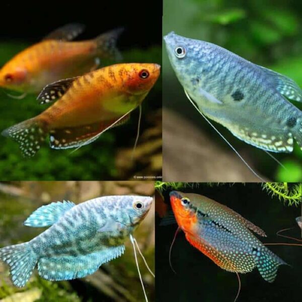 Assorted Gourami 5cm