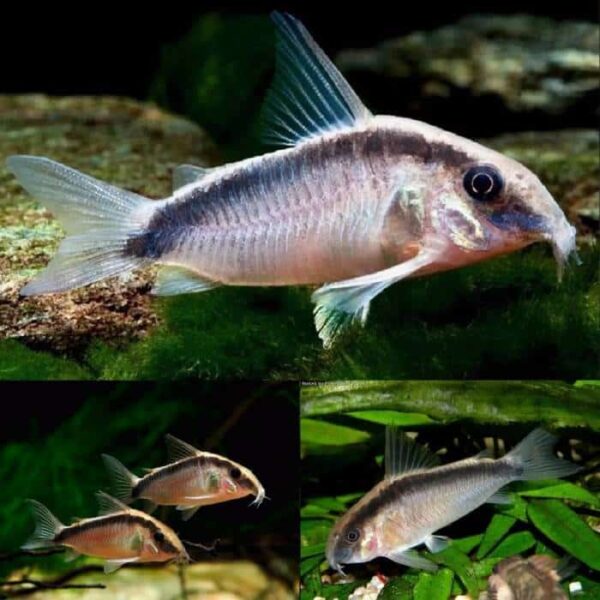 Corydoras Arcuatus & Skunk Cory 3/4cm