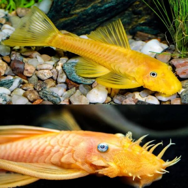 L144 Lemon Blue Eye Plecos