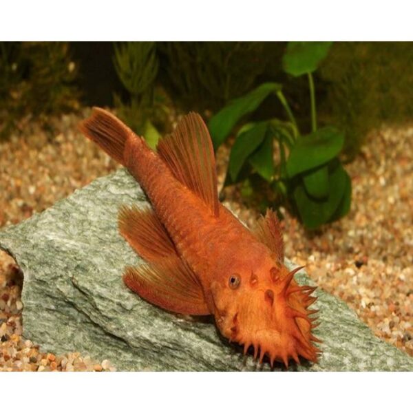 Super Red Bristlenose Plecos