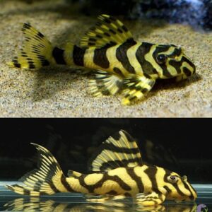 L134 Plecos