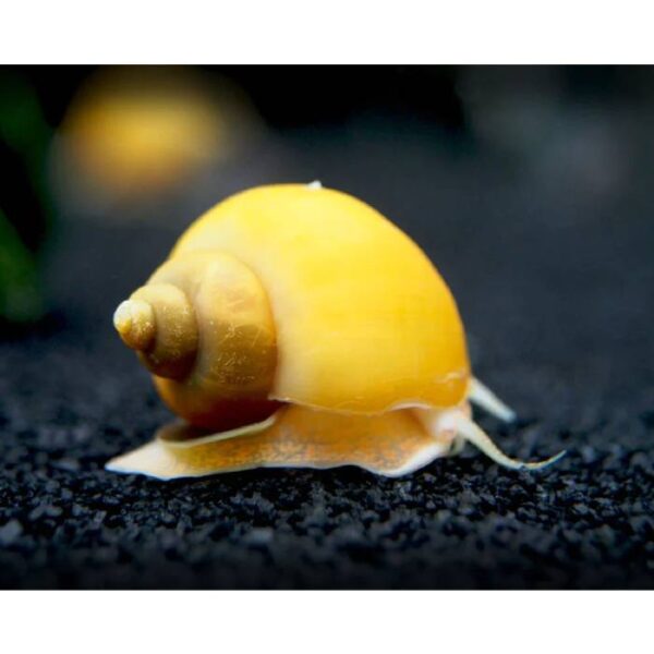 Gold Mystery Snail Medium Gold Mystery Snails
