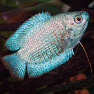 Coral Blue Dwarf Gourami
