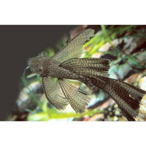 Locally Bred Long Fin Common Bristlenose 3-4cm