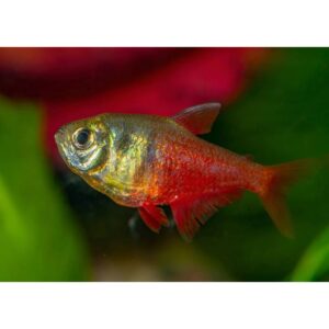Flame Tetra