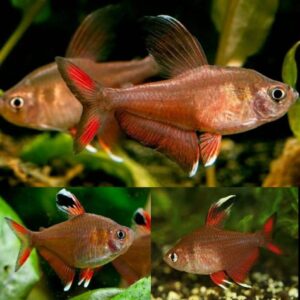 Rosy Tetra 3.5cm
