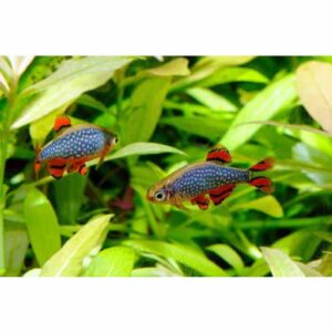 Celestial Pearl Danios