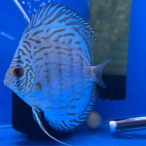 Blue Turquoise 8/9cm
