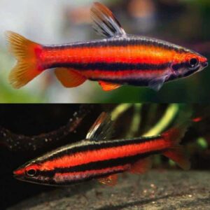 Red Pencil Fish 3cm
