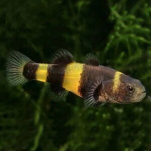 Bumblebee Goby 2.5/3cm