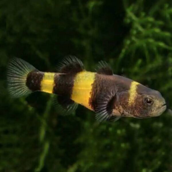 Bumblebee Goby 2.5/3cm