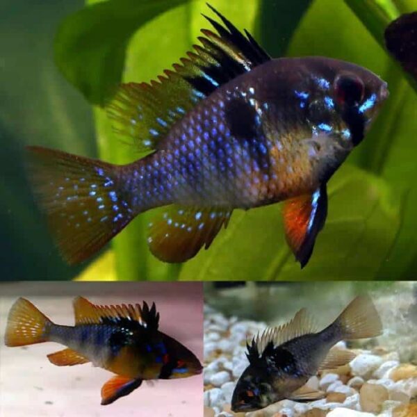 Blue Black Ram