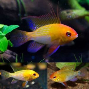 Gold Rams