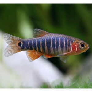 Emerald Dwarf Rasbora