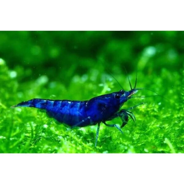 Blue Chery Shrimp