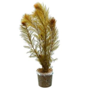 Myriophyllum Sp. Rorami