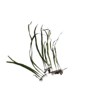Narrow Leaf Java Fern