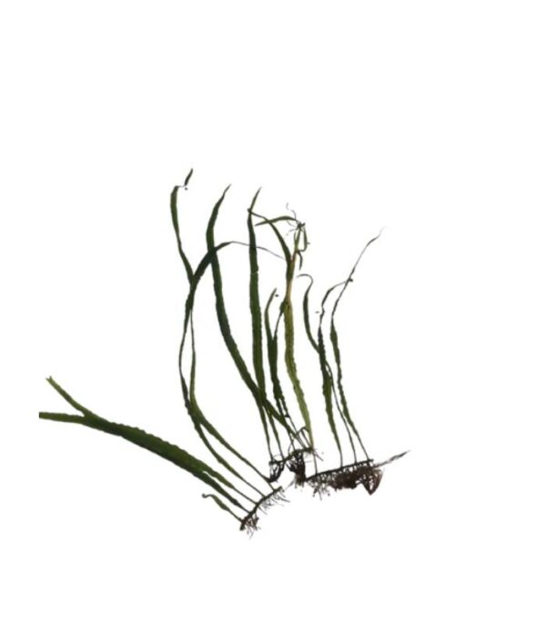 Narrow Leaf Java Fern