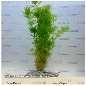 Limnophilia Sessiliflora ;Abulia
