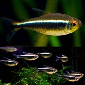 Locally Bred Black Neon Tetra