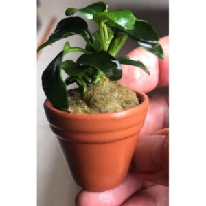 Anubias Nana Petite Terracotta Pot