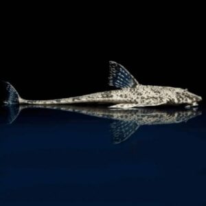 Whiptail Catfish 5cm